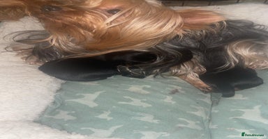 Yorkshire Terrier dogs in Sheffield - Advert 3