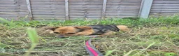 Mixed Breed dogs for adoption: Mandy - Dereham Norfolk  in Dereham - Advert 22