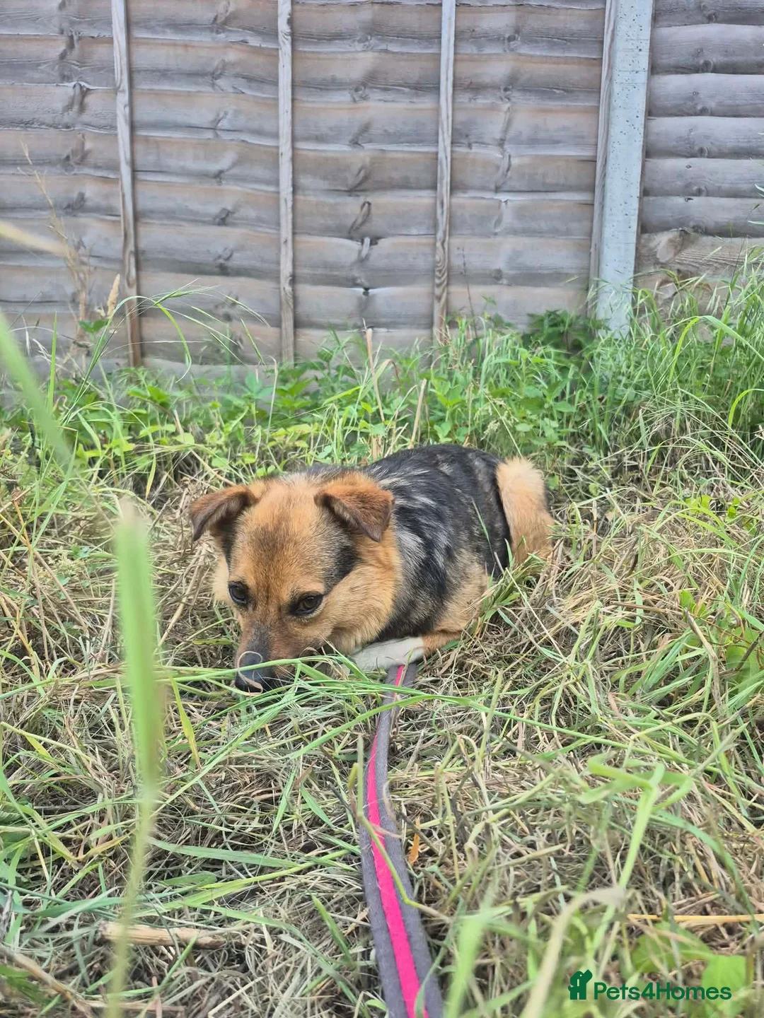 Mixed Breed dogs for adoption: Mandy - Dereham Norfolk  in Dereham - Advert 22