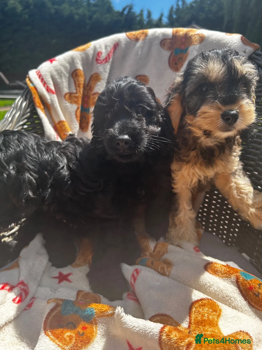 Cockapoo dogs for sale: f1 cockerpoo litter - Advert 6