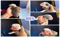 Olde English Bulldogge dogs for sale: Olde English bulldogs - Image 9