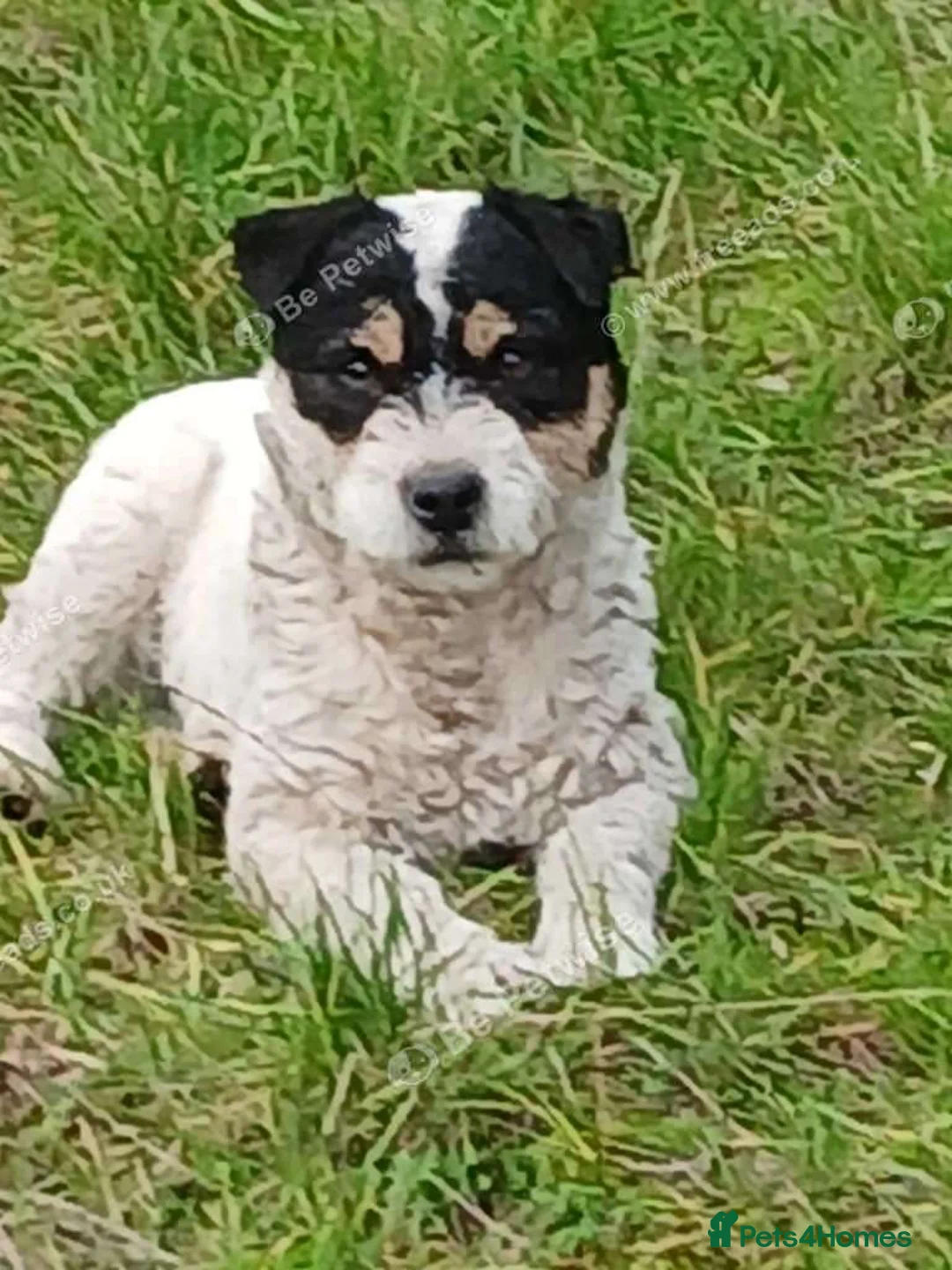 Jack Russell dogs for stud: Top quality russle for stud  - Advert 2