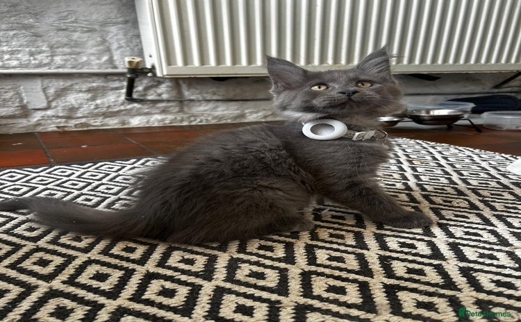 Maine Coon cats in Huddersfield - Advert 15