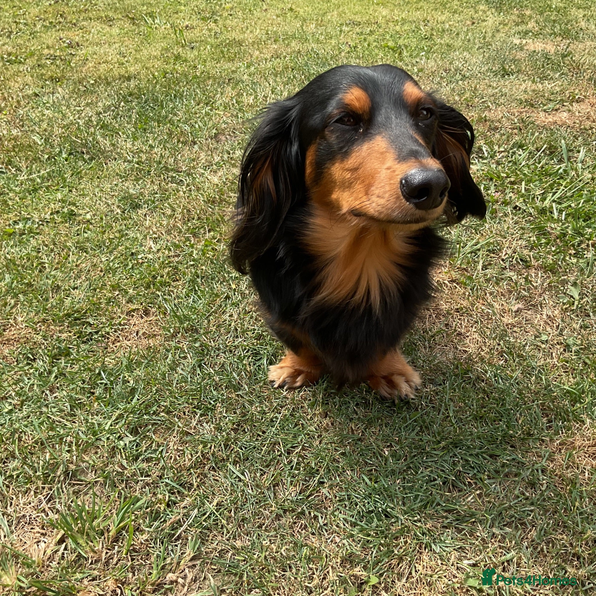 Dachshund dogs Long haired miniature dachshund  - Advert 6
