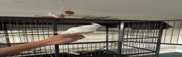 Cockatiels birds for sale: Young Hand Tamed Cockatiels in King's Lynn - Advert 2