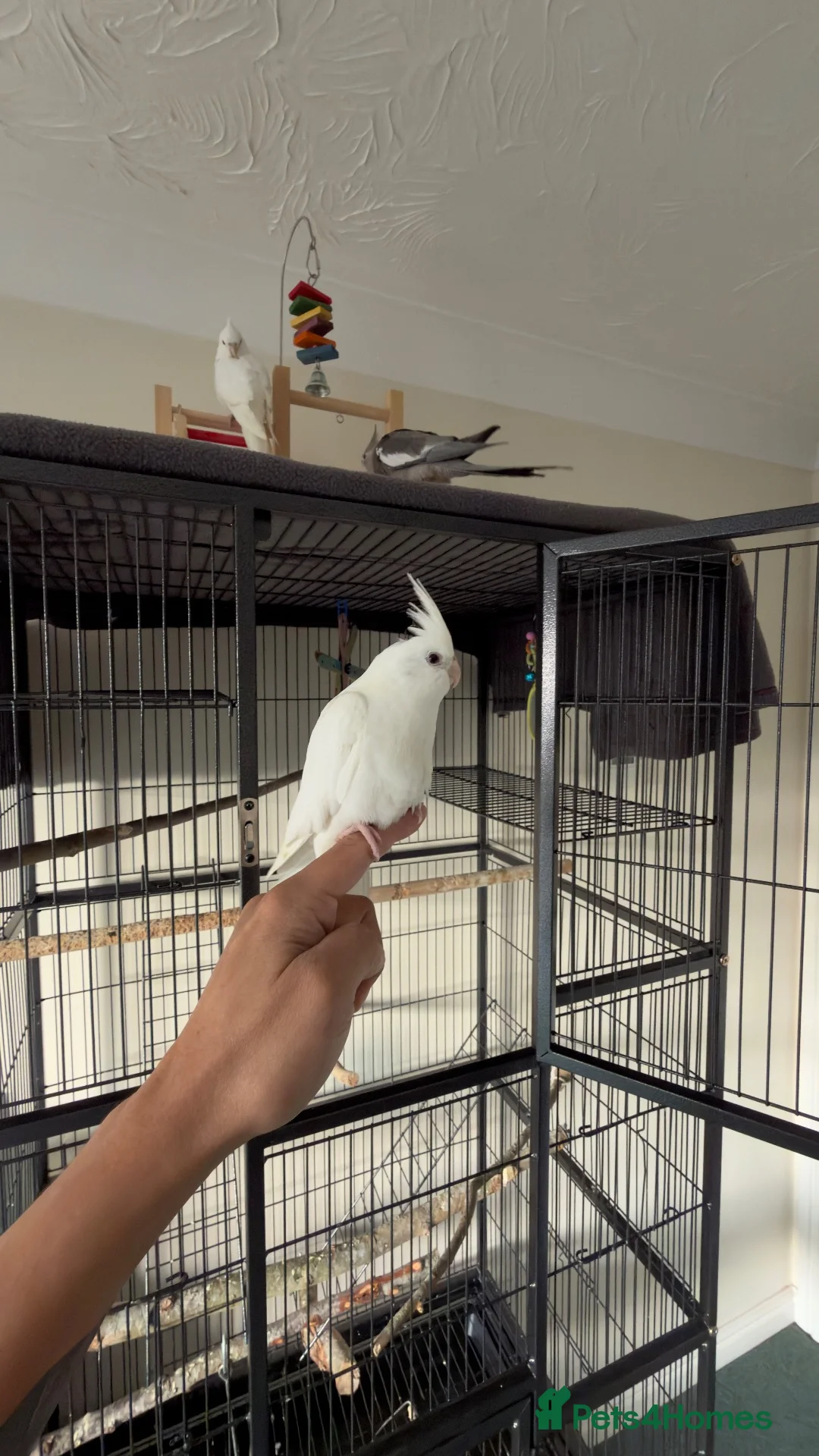 Cockatiels birds for sale: Young Hand Tamed Cockatiels in King's Lynn - Advert 2