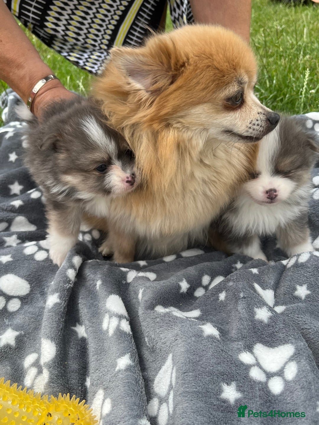 Pomeranian dogs for sale: Russian bloodline, Pomeranian puppies  - Image 7