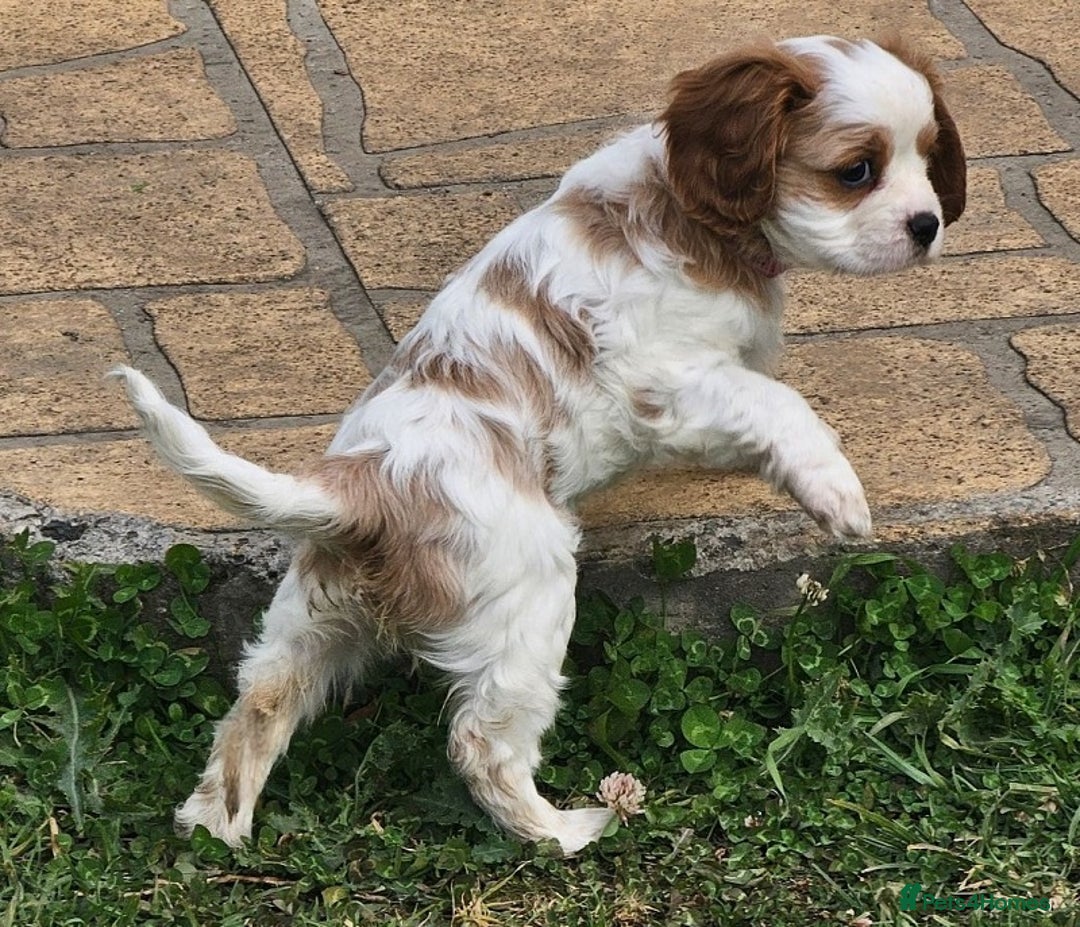 Cavalier King Charles Spaniel dogs for sale: Purebred Cavalier King Charles Spaniels Puppies - Image 4
