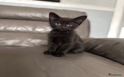 Mixed Breed cats for sale: 3 beautiful kittens! - Image 6