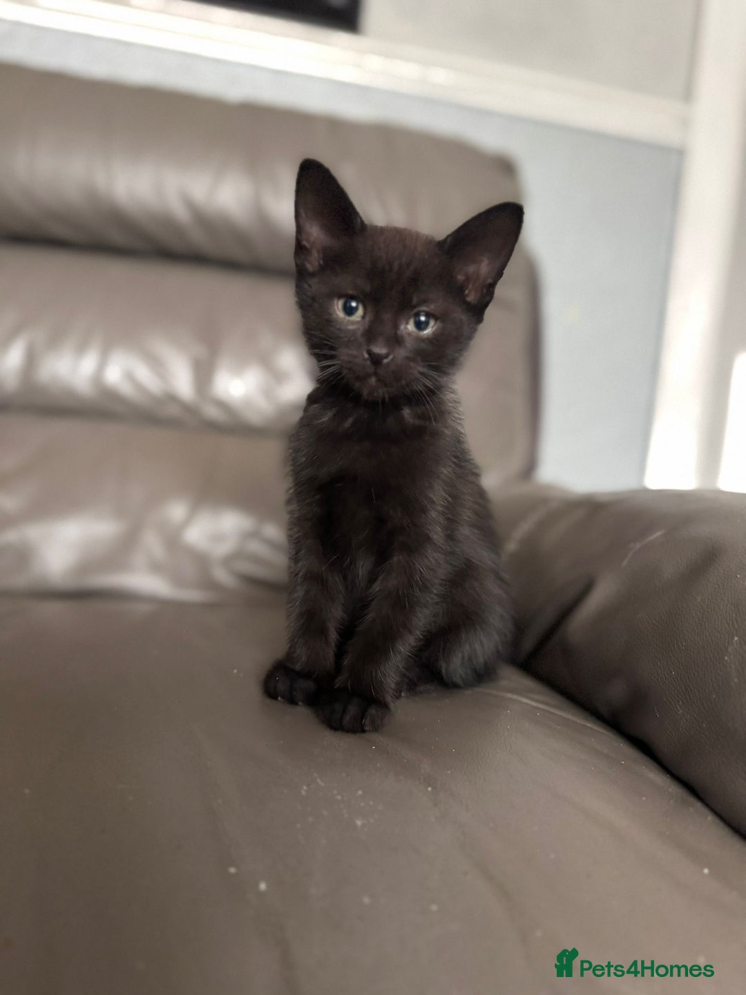 Mixed Breed cats for sale: 3 beautiful kittens! - Image 6