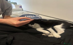 Domestic Shorthair cats for sale: Meemee the Three year old cat  - Image 10