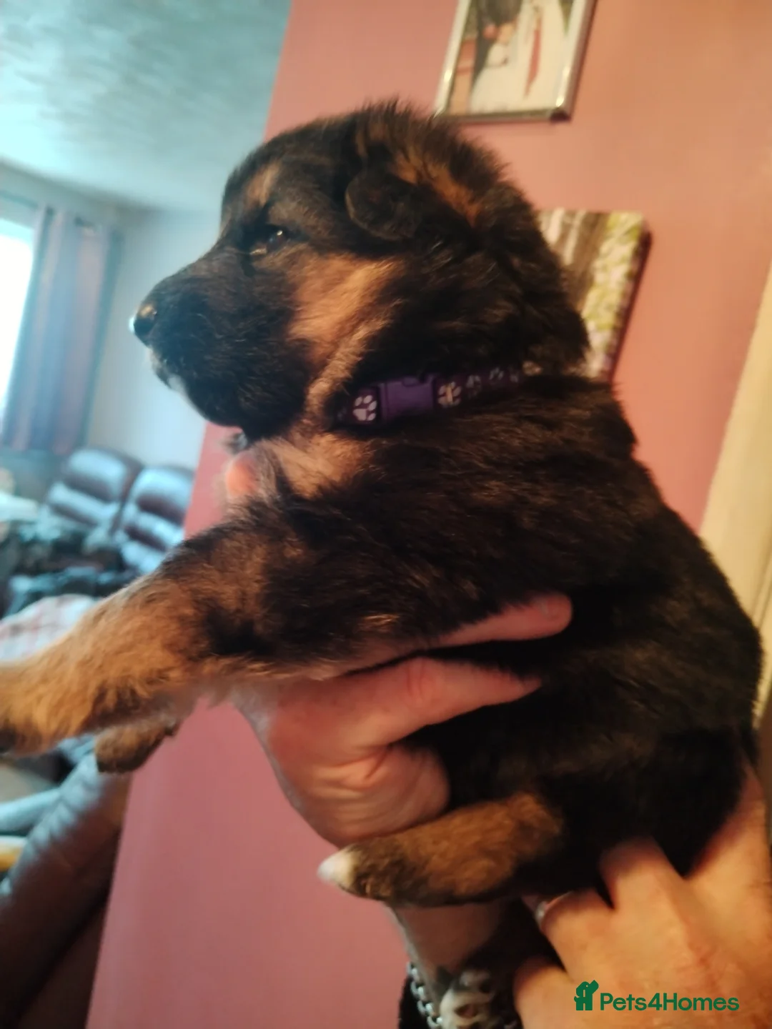German Shepherd dogs for sale: Beautiful long haired German Shepherd puppies  in Margate - Advert 19