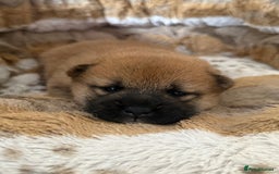 Japanese Shiba Inu dogs for sale: 🧡🦊 Beautiful K.C Shiba Inu Puppies Ready Soon - Image 10