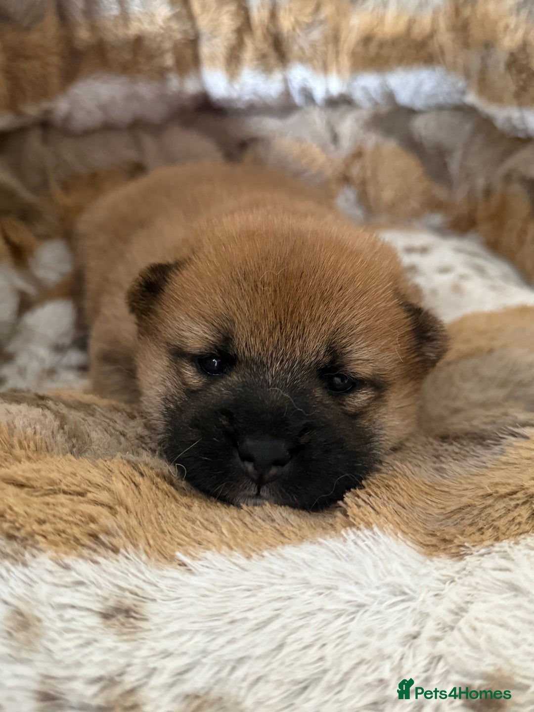 Japanese Shiba Inu dogs for sale: 🧡🦊 Beautiful K.C Shiba Inu Puppies Ready Soon - Image 10