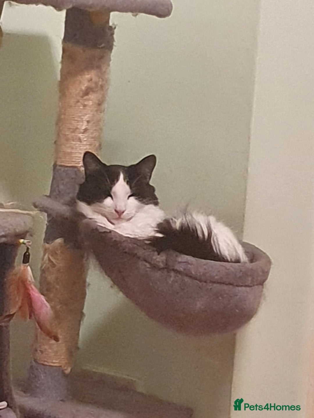 Mixed Breed cats for sale: Lovely long hair cat needs new home - Advert 4