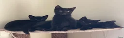Mixed Breed cats for sale: Beautiful shiny black kittens and one tabby female - Advert 17