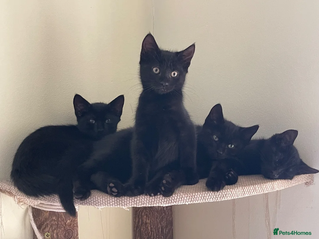 Mixed Breed cats for sale: Beautiful shiny black kittens and one tabby female - Advert 17