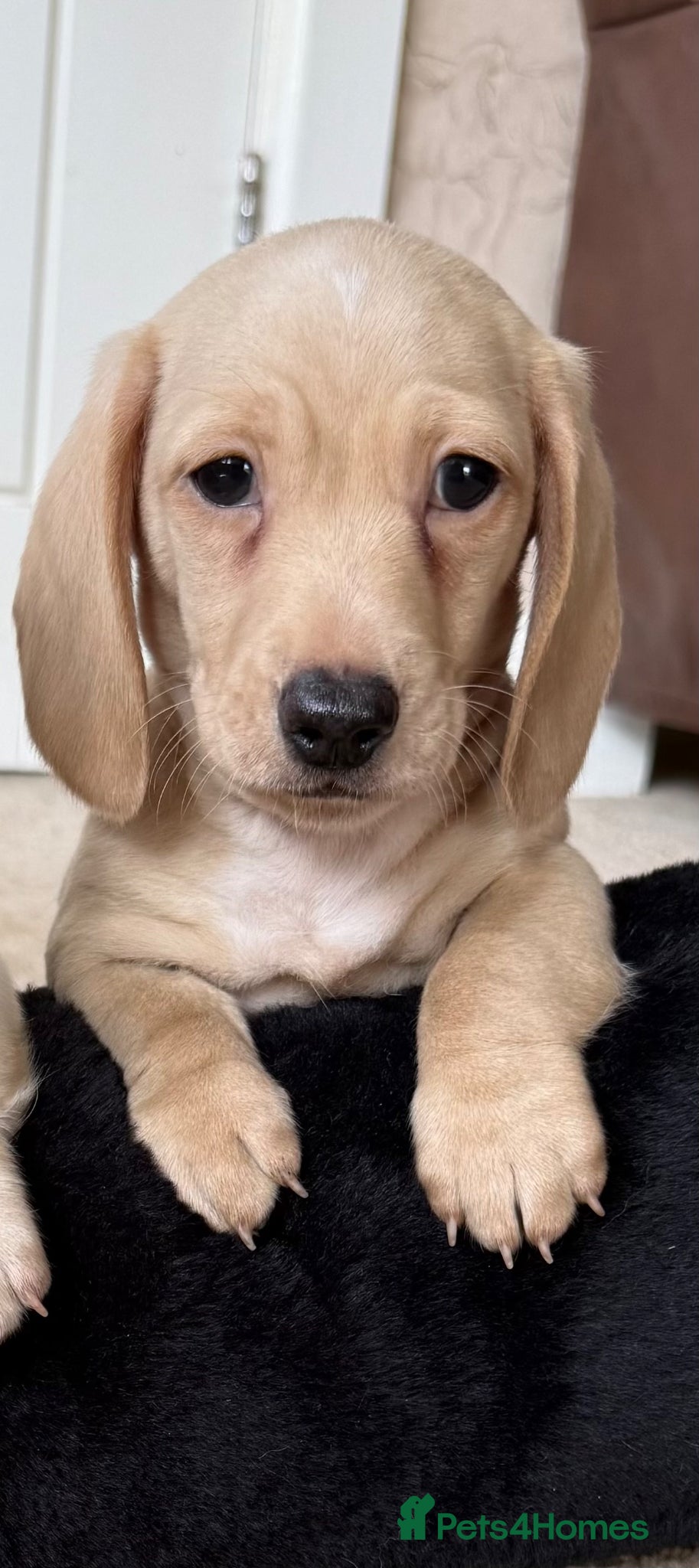 Miniature Dachshund dogs Stunning cream miniature smooth haired dachshunds  - Advert 2