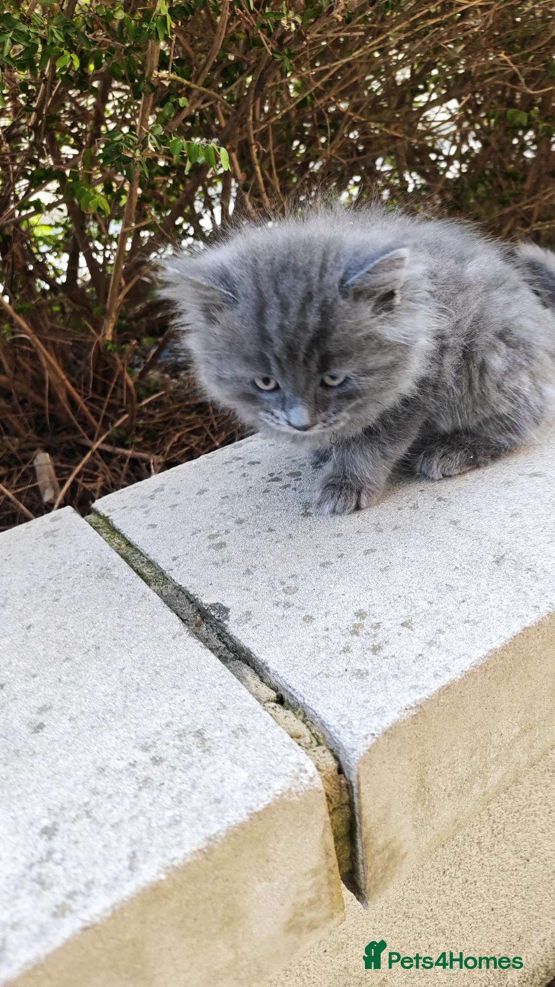Mixed Breed cats for sale: Two BSH mix kittens - One fluffy,  one Short hair - Advert 7