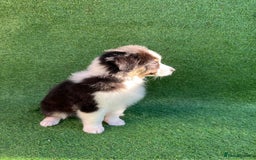 Australian Shepherd dogs for sale: Australia shepherd Kc puppies  - Image 26