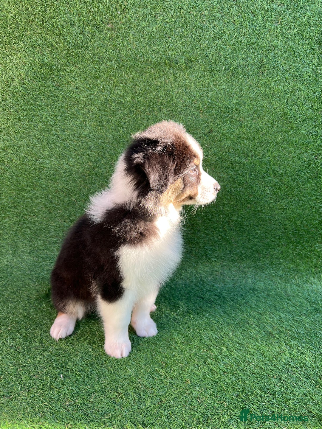 Australian Shepherd dogs for sale: Australia shepherd Kc puppies  - Image 26
