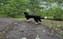 Bernedoodle dogs for stud: Bernadoodle for Stud  - Image 9