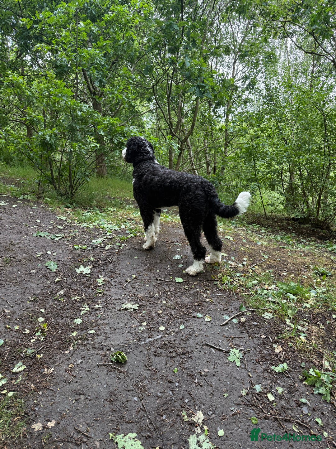 Bernedoodle dogs for stud: Bernadoodle for Stud  - Image 9