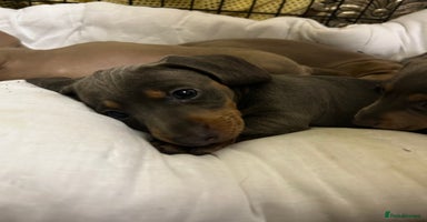 Miniature Dachshund dogs - Advert 10