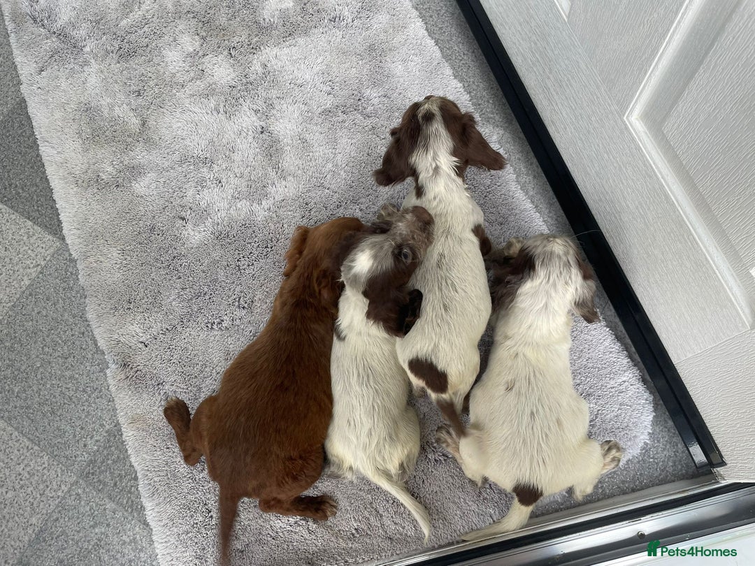 Cocker Spaniel dogs for sale: Cocker spaniel puppys - Image 8