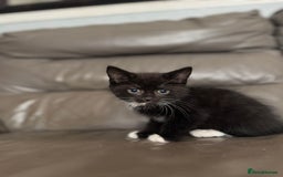 Mixed Breed cats for sale: 3 beautiful kittens! - Image 10