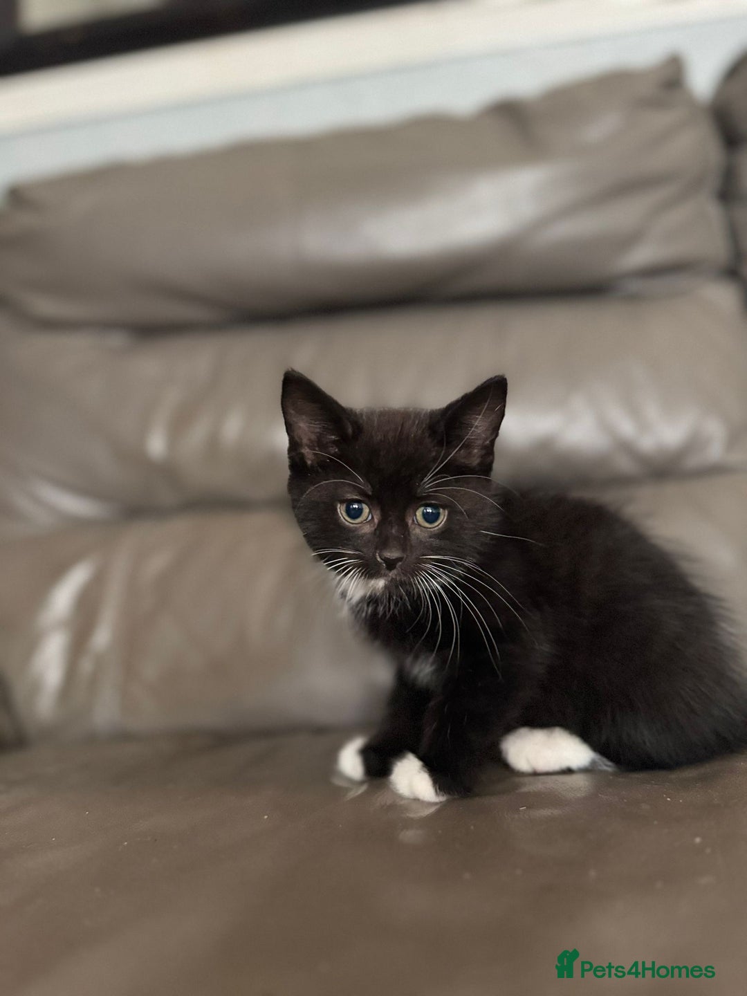 Mixed Breed cats for sale: 3 beautiful kittens! - Image 10