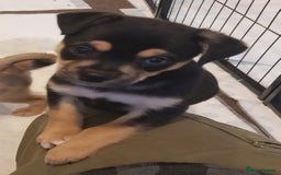 Mixed Breed dogs for sale: Pug X Collie pups (Pugollies) 3 Boys 2 Girls - Advert 10