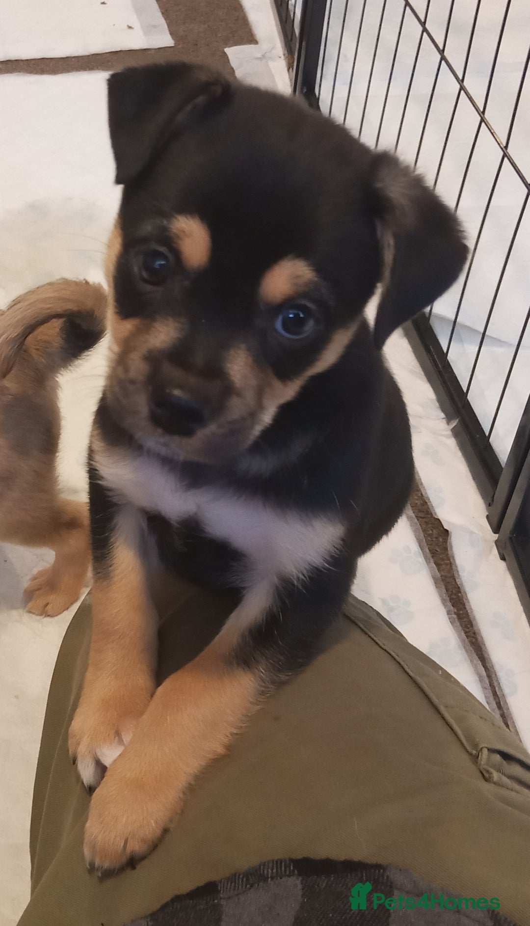 Mixed Breed dogs for sale: Pug X Collie pups (Pugollies) 3 Boys 2 Girls - Advert 10
