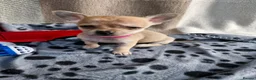 Chihuahua dogs for sale: Beautiful Tiny Chihuahua puppies  - Advert 10