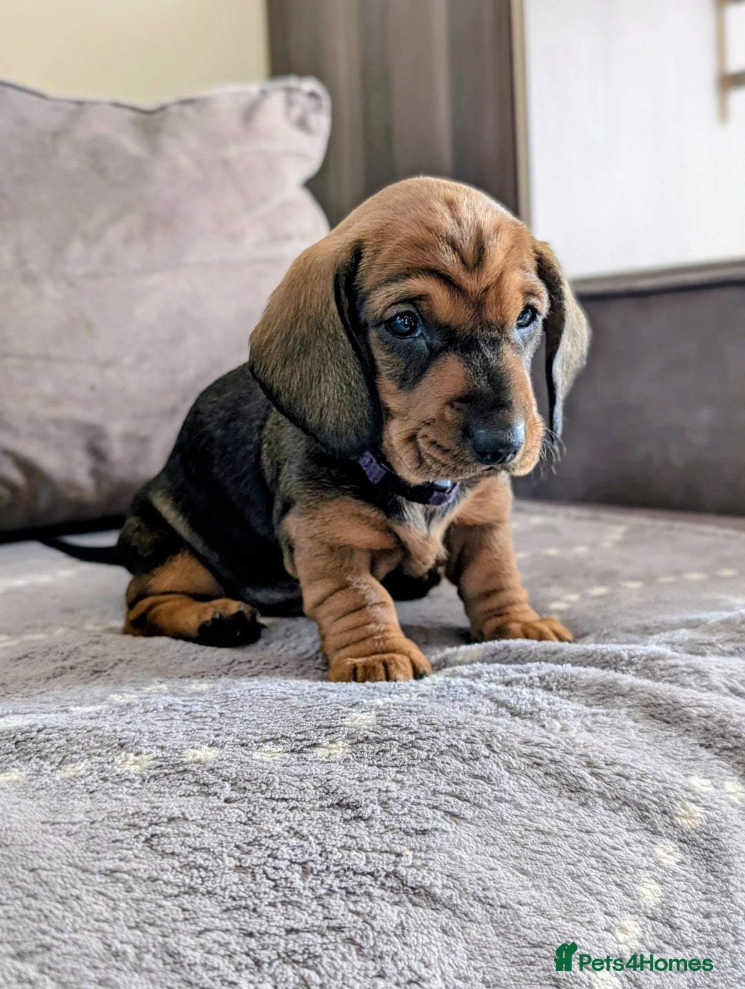 Dachshund dogs for sale: Champions Line/Show Quality Standard Dachshund - Advert 5