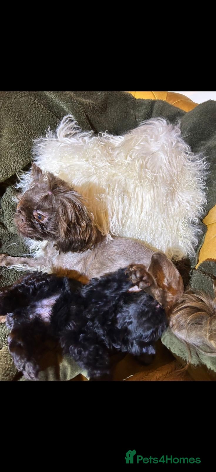 Malshi dogs Malshi beautiful fur babies.  - Advert 2