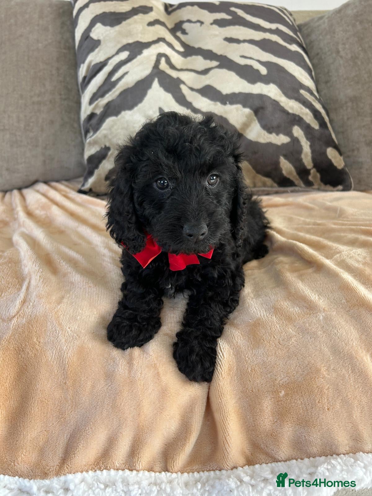 Cockapoo dogs F1 cockapoo puppies  - Advert 6