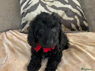 Cockapoo dogs F1 cockapoo puppies - Advert 6