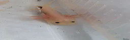 Axolotl reptiles for sale: Baby axolotls available  - Advert 7