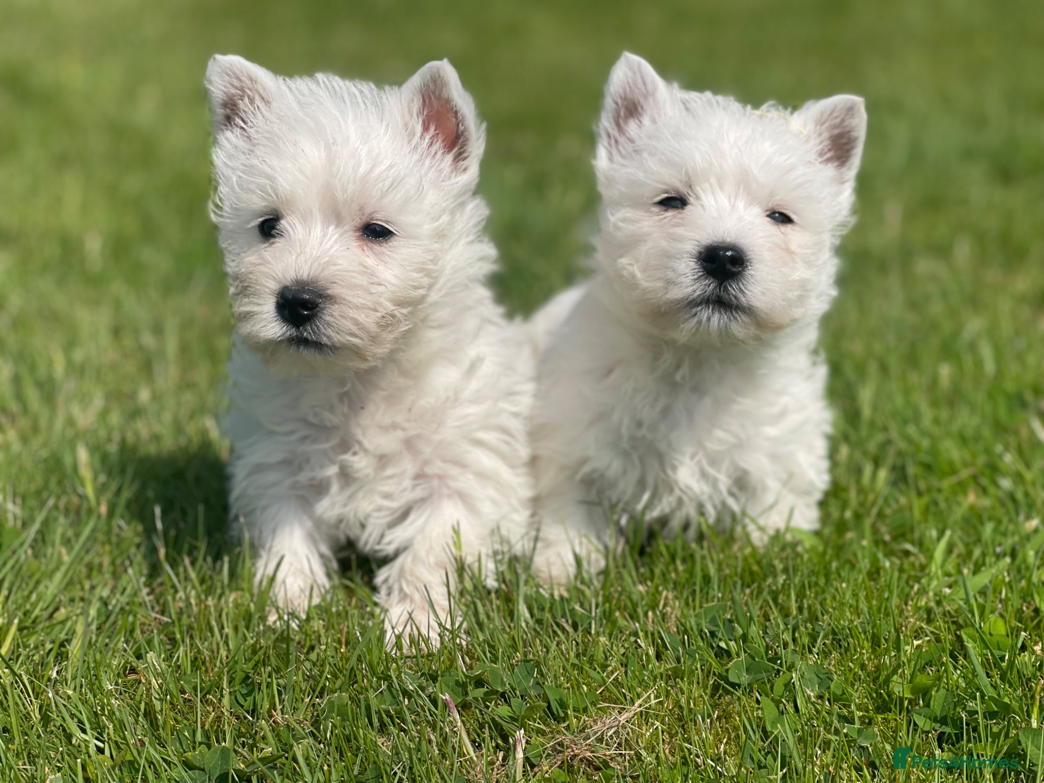 West Highland Terrier dogs Royal kennel club registered west highland white  - Advert 7