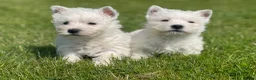 West Highland Terrier dogs for sale: Royal kennel club registered west highland white  - Advert 14