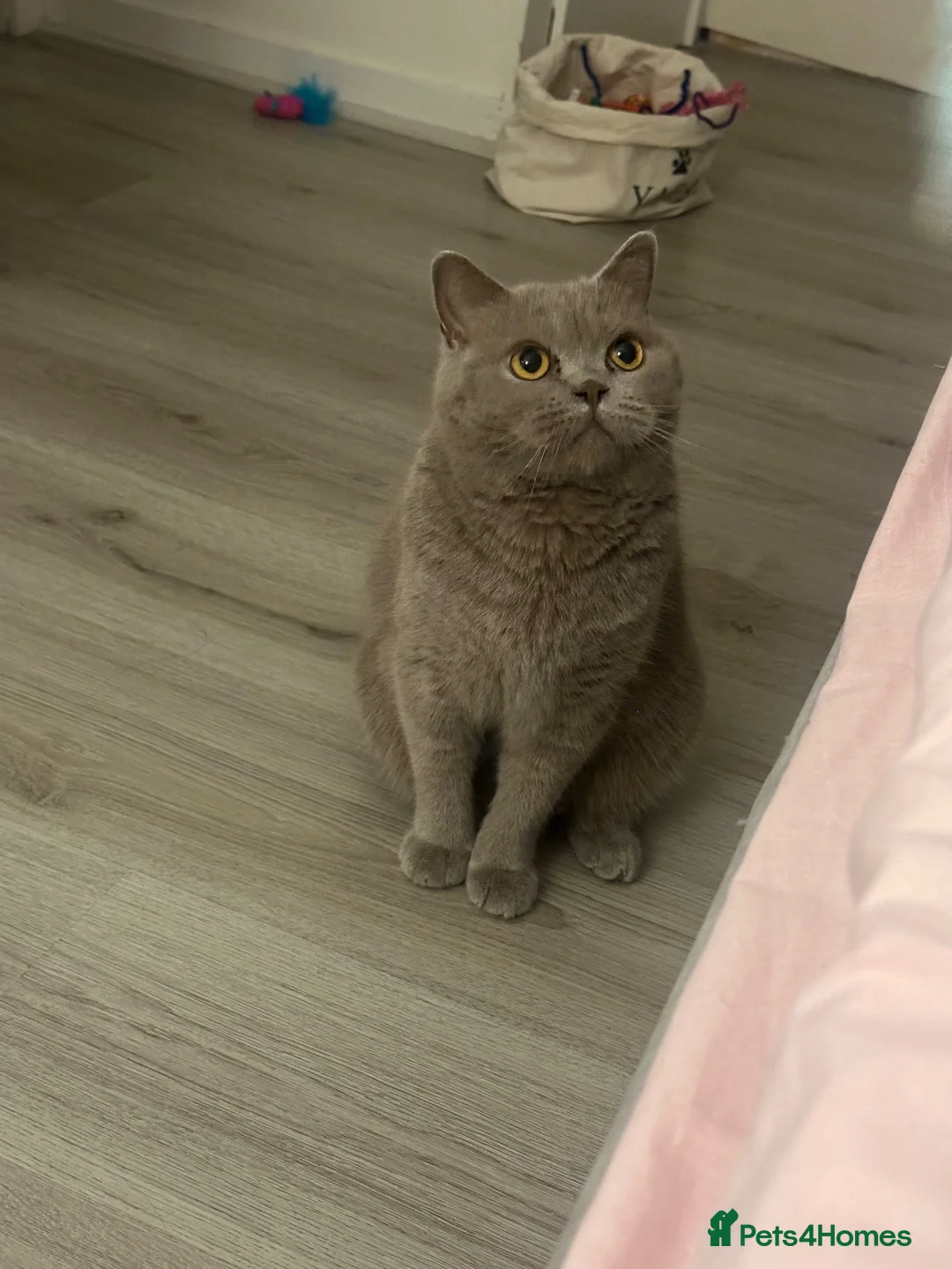 British Shorthair cats for sale: BSH girl  - Advert 2