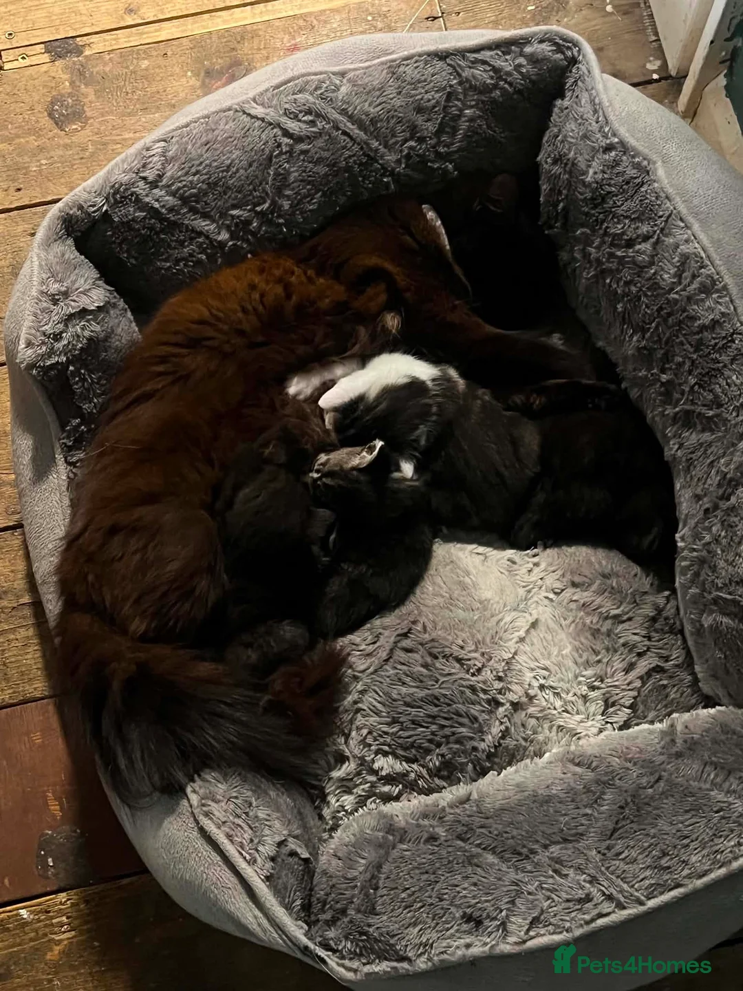 Mixed Breed cats for sale: 4 beautiful kittens  in Carlisle - Advert 1