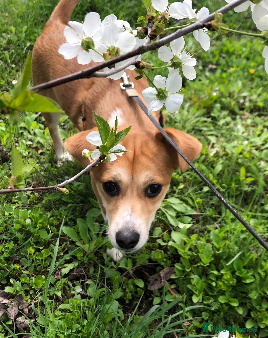 Mixed Breed dogs for adoption: ❤🐶 Lalia – A Delicate Love-Bug  🐶❤ - Image 4