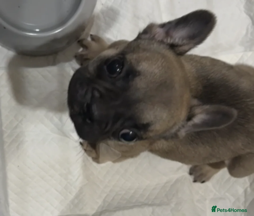 French Bulldog dogs for sale: Frenchie puppy female - Advert 6