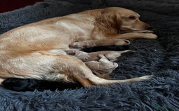 Cocker Spaniel dogs for sale: Working Cocker Spaniel Puppies - Image 9