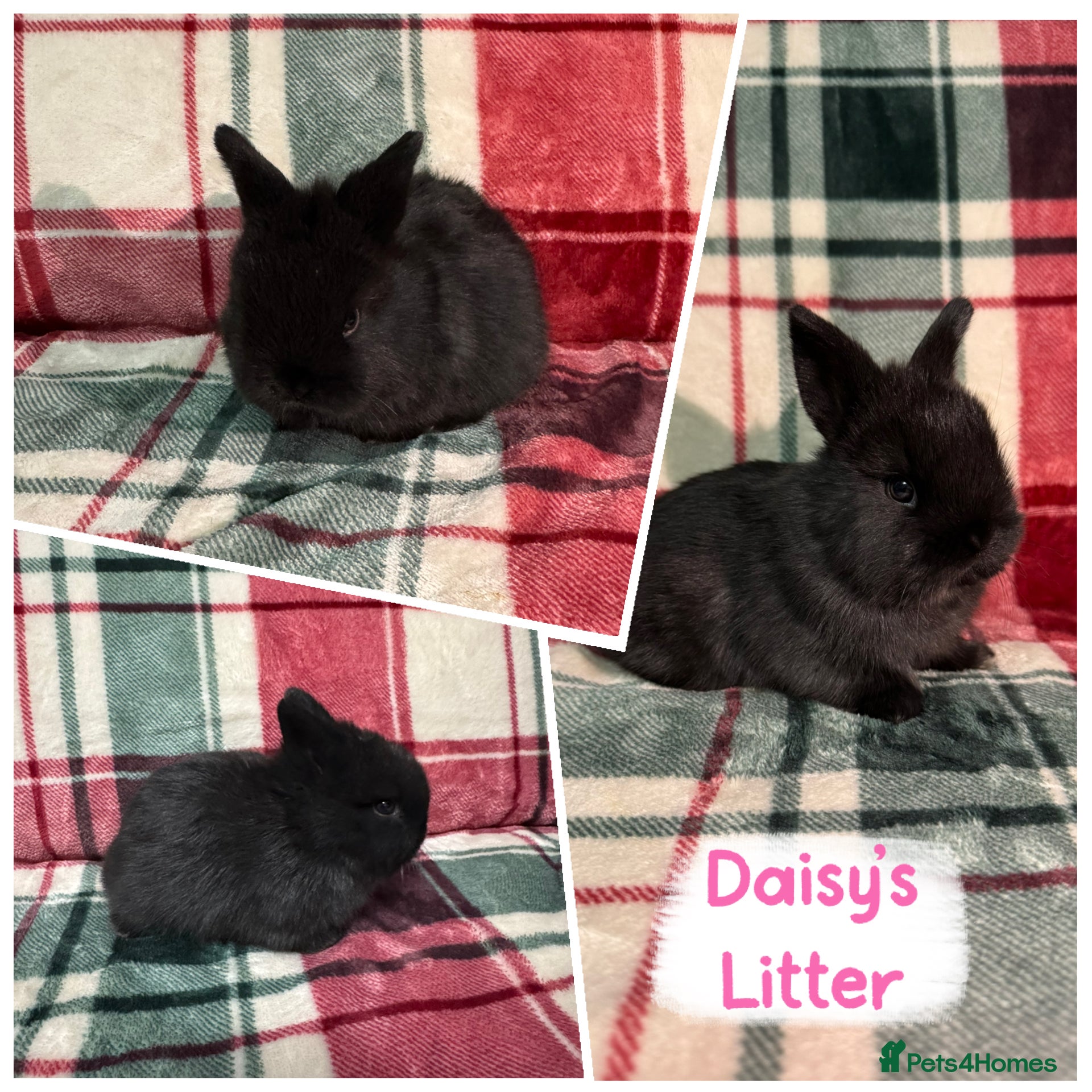 Mixed Breed rabbits 🐰Beautiful Mini Lop x Netherland Dwarf Rabbits🐰 - Advert 1