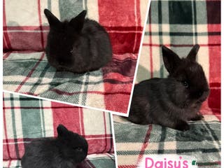 Mixed Breed rabbits 🐰Beautiful Mini Lop x Netherland Dwarf Rabbits🐰 - Advert 1