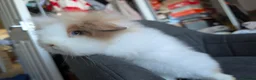 Lionhead rabbits for sale: Fluffy BE Lionhead Rabbits for Sale  - Advert 11