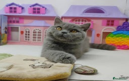 British Shorthair cats for sale: Blue British Shorthair Kittens - Advert 13